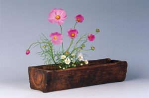 10月 コスモス・白孔雀草