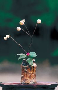 3月 三又・太郎冠者椿