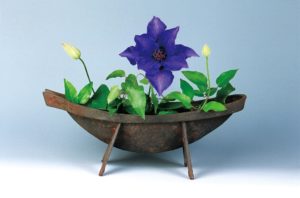 5月　鉄線