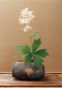 6月　矢車草