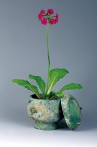 6月　九輪草
