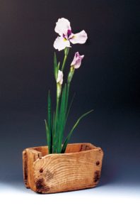 6月　花菖蒲