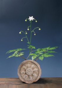 8月 蓮華升麻