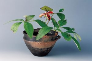 9月　山芍薬の実