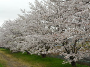 隣接の桜並木が満開になりました