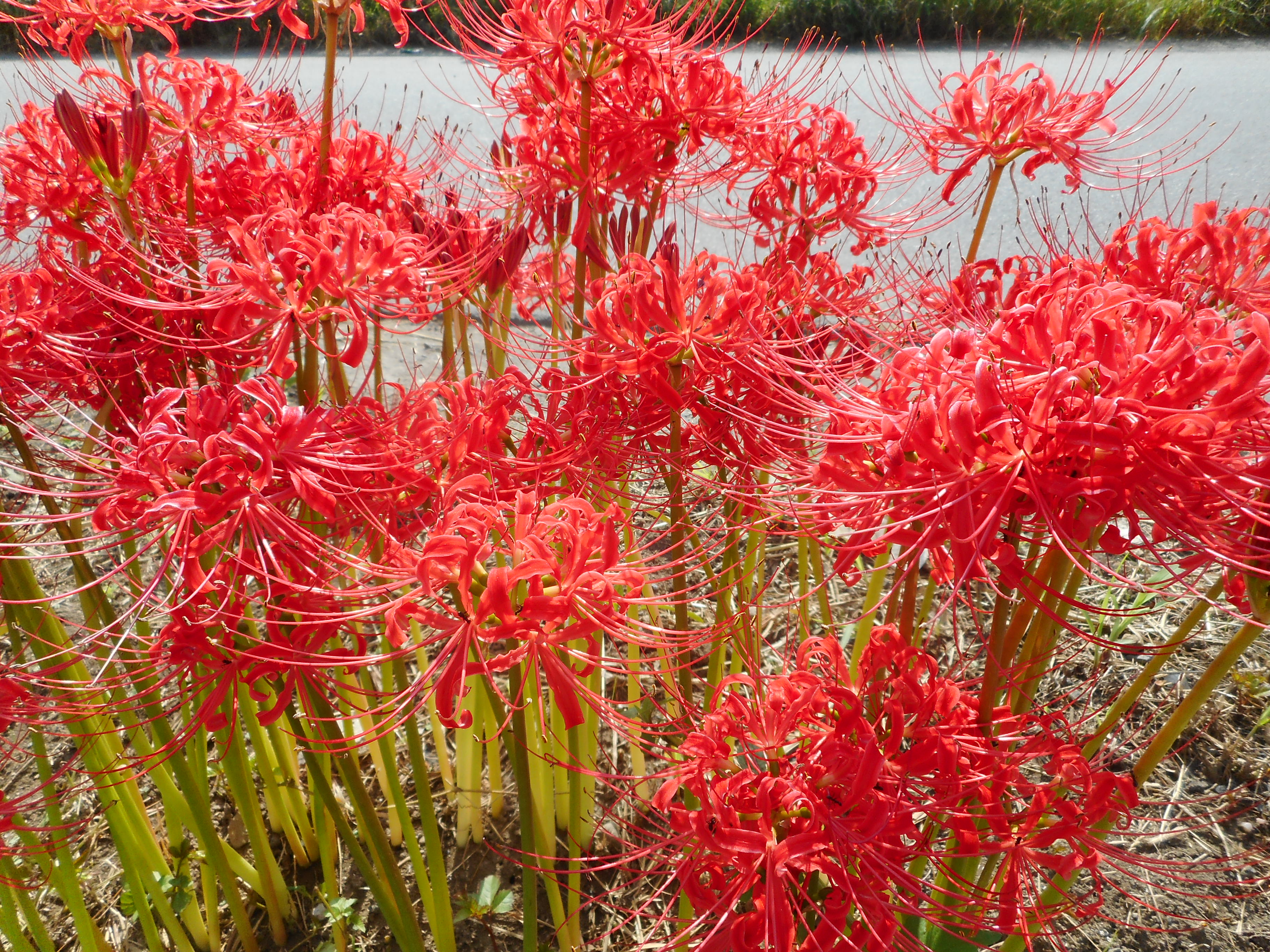 もみ様　曼珠沙華・大判草・たね 見えぬとも 心通わす 曼珠沙華 💛｜🍀GreenSnap（グリーンスナップ）