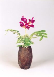 礼文草