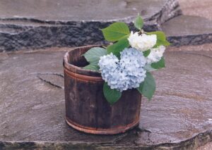 紫陽花