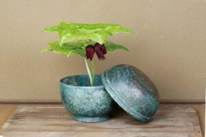 八角蓮