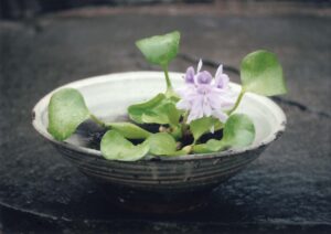 布袋葵